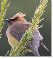 Cedar Waxwing
