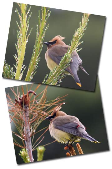 Cedar Waxwings